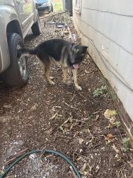 Found/Stray Male Dog last seen Beech ave sw, Birmingham, AL 35221