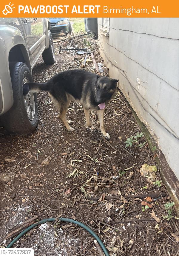 Found/Stray Male Dog last seen Beech ave sw, Birmingham, AL 35221