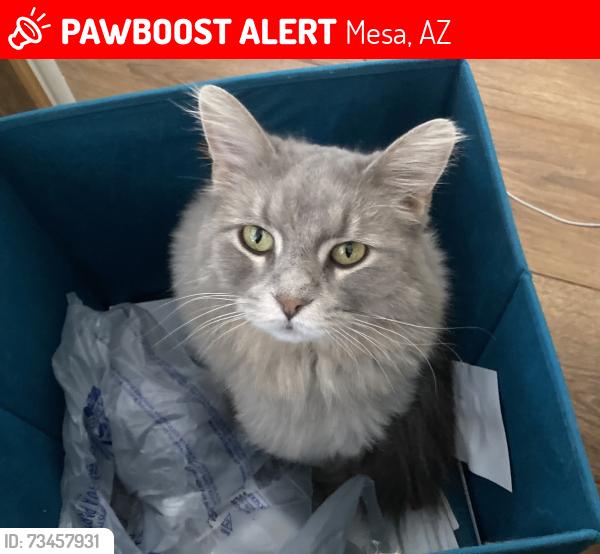 Lost Female Cat last seen Main st and Greenfield Road, Mesa, AZ 85205