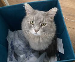 Lost Female Cat last seen Main st and Greenfield Road, Mesa, AZ 85205