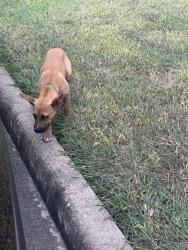 Found/Stray Unknown Dog last seen Orchid, Houston, TX 77047