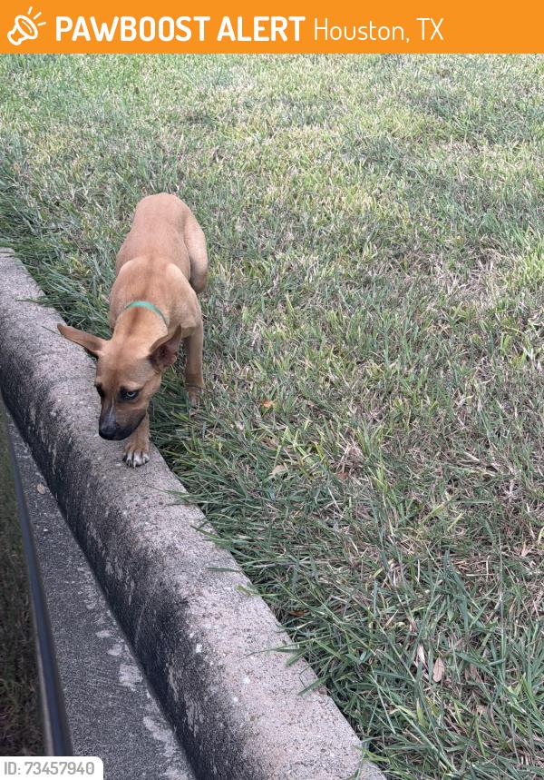 Found/Stray Unknown Dog last seen Orchid, Houston, TX 77047