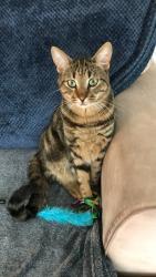 Lost Male Cat last seen Courtney and Rink, Regina, SK S4X 1R8