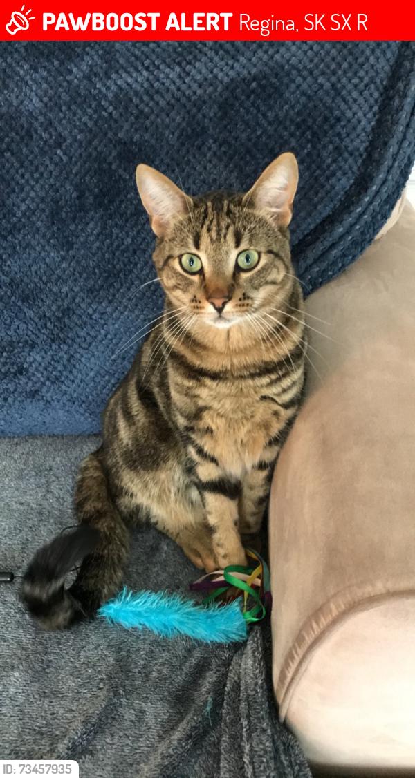 Lost Male Cat last seen Courtney and Rink, Regina, SK S4X 1R8