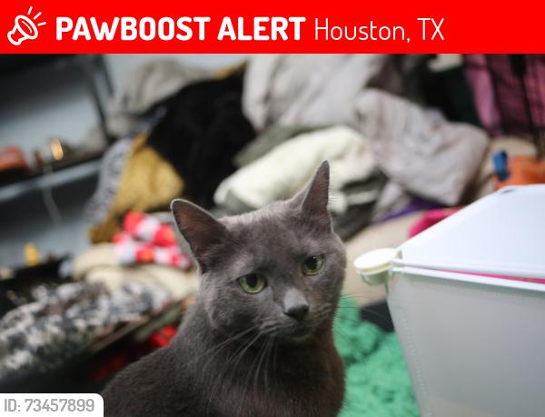 Lost Female Cat last seen Downtown, Houston, TX 77002