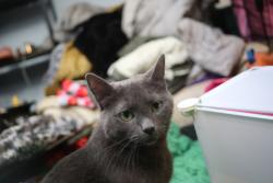 Lost Female Cat last seen Downtown, Houston, TX 77002