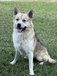Found/Stray Unknown Dog last seen 14th and Highland, Winston-Salem, NC 27101