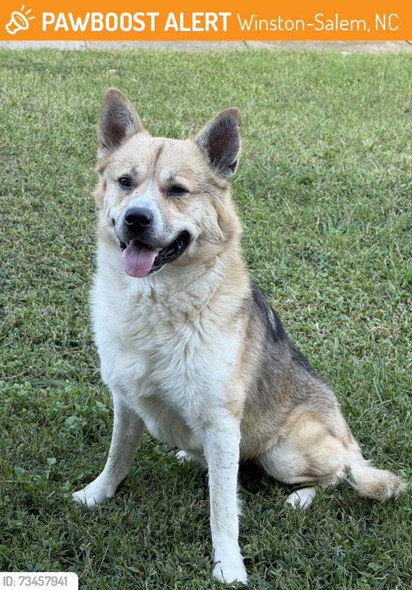 Found/Stray Unknown Dog last seen 14th and Highland, Winston-Salem, NC 27101