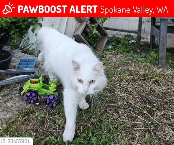 Lost Female Cat last seen Cowley and Barker, Spokane Valley, WA 99016