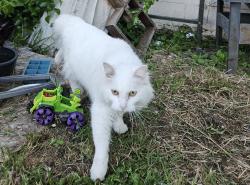 Lost Female Cat last seen Cowley and Barker, Spokane Valley, WA 99016