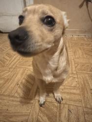 Reunited Male Dog last seen Near S Market St, Inglewood, CA 90301, Inglewood, CA 90301