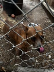 Found/Stray Male Dog last seen Sycamore, Visalia, CA 93292