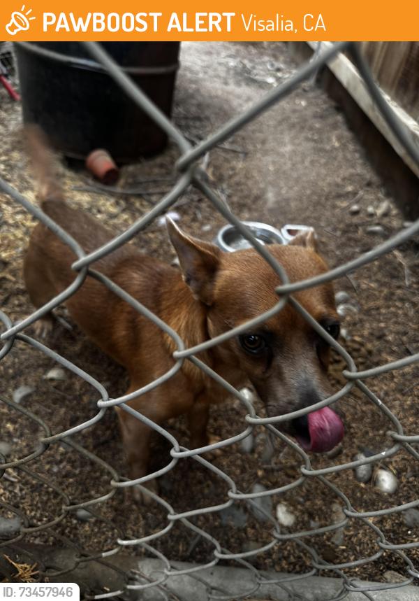 Found/Stray Male Dog last seen Sycamore, Visalia, CA 93292