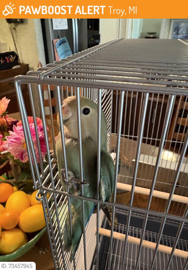 Found/Stray Unknown Bird last seen Rochester rd and long lake, Troy, MI 48098