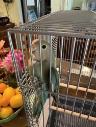 Found/Stray Unknown Bird last seen Rochester rd and long lake, Troy, MI 48098