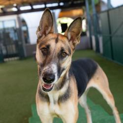 Shelter Stray Female Dog last seen , 361 S Raymond Ave, Pasadena, CA 91105, USA
