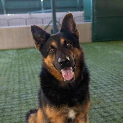 Shelter Stray Male Dog last seen , 361 S Raymond Ave, Pasadena, CA 91105, USA