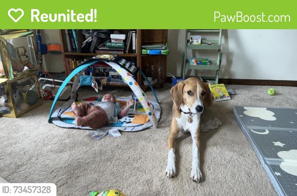 Reunited Male Dog last seen Tolley Terr and Lynn Burke, Monrovia, MD 21770
