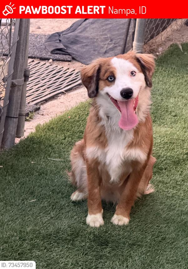 Lost Male Dog last seen Kuna rd and Southside blvd, Nampa, ID 83686