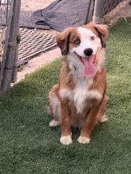 Lost Male Dog last seen Kuna rd and Southside blvd, Nampa, ID 83686