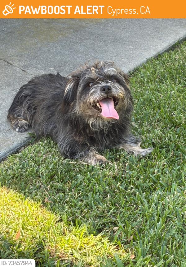 Found/Stray Unknown Dog last seen Cerritos and Knott, Cypress, CA 90630