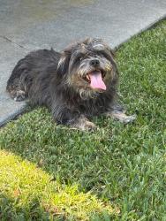 Found/Stray Unknown Dog last seen Cerritos and Knott, Cypress, CA 90630