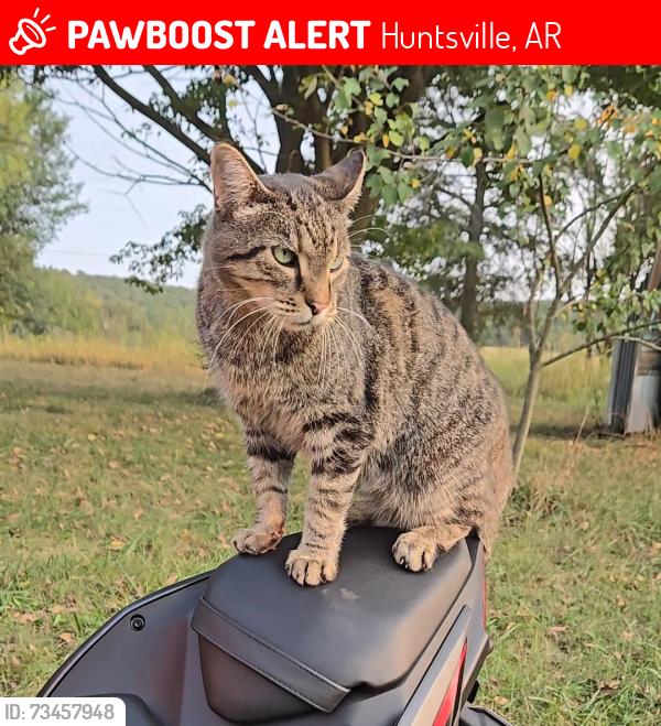 Lost Male Cat last seen Highway 412, Huntsville, AR 72740