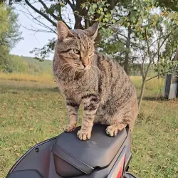 Lost Male Cat last seen Highway 412, Huntsville, AR 72740