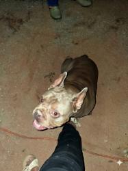 Found/Stray Female Dog last seen Bristolwood, Pima County, AZ 85735