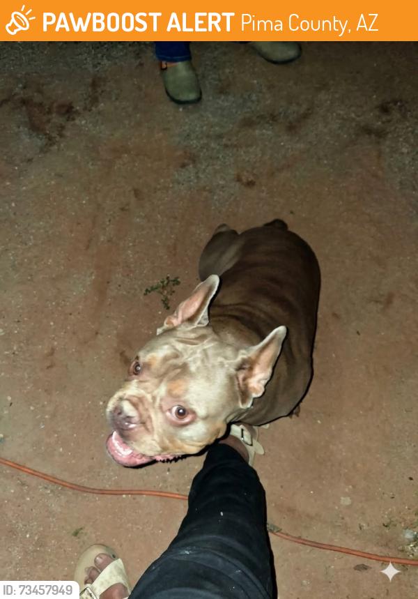 Found/Stray Female Dog last seen Bristolwood, Pima County, AZ 85735