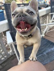 Reunited Female Dog last seen Warm springs and eastern, Las Vegas, NV 89119