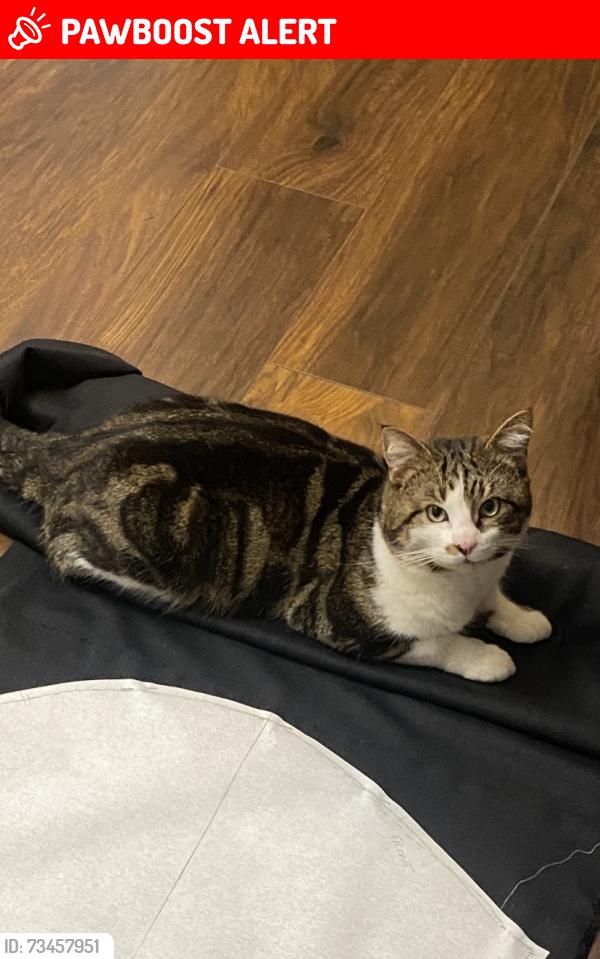 Lost Male Cat last seen Mossdale meadows, Braunstone Town, England 
