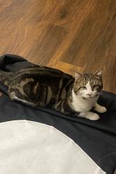 Lost Male Cat last seen Mossdale meadows, Braunstone Town, England 