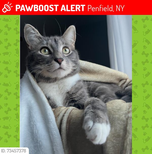 Lost Male Cat last seen Devonshire Circle, Penfield, NY 14526