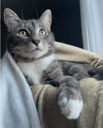 Lost Male Cat last seen Devonshire Circle, Penfield, NY 14526
