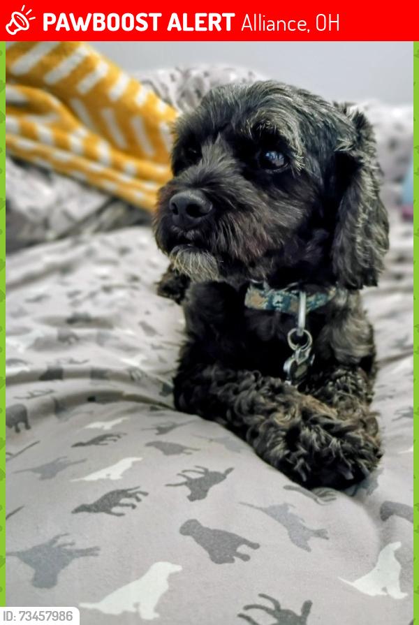 Lost Male Dog last seen Near South Freedom Alliance Ohio 44601, Alliance, OH 44601