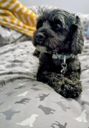 Lost Male Dog last seen Near South Freedom Alliance Ohio 44601, Alliance, OH 44601