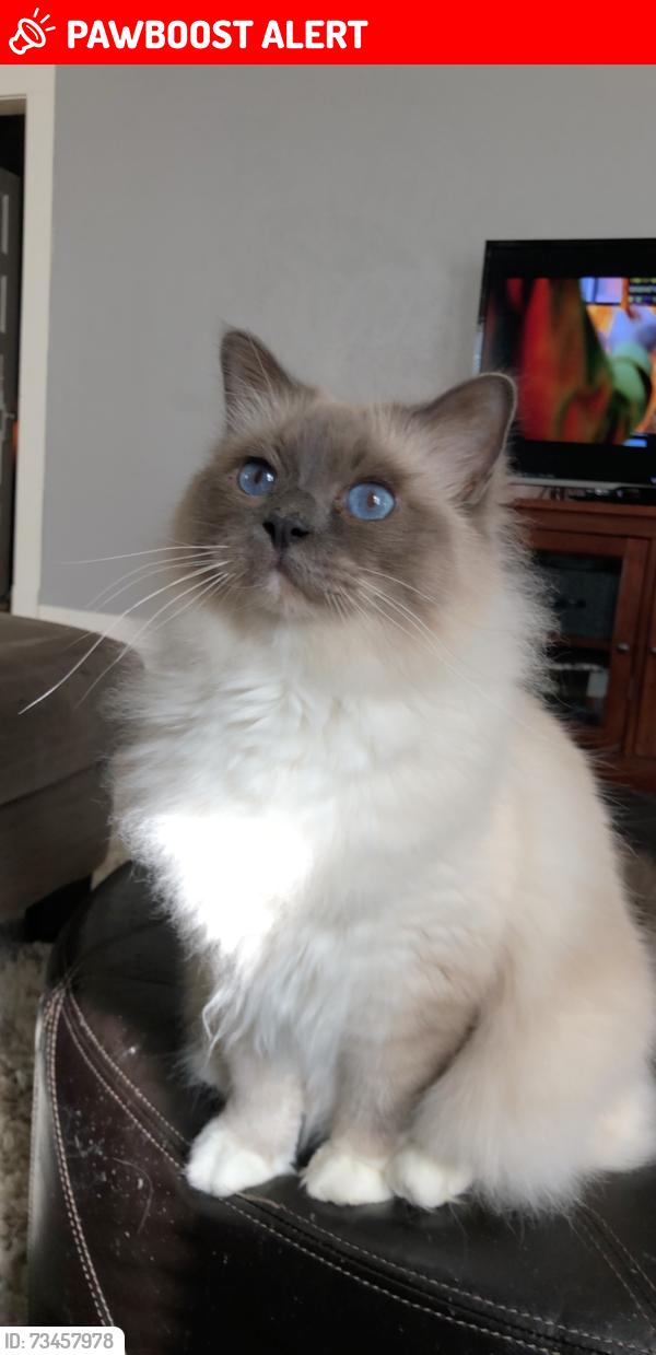 Lost Male Cat last seen Alyssa dr, Rhea, White Settlement, TX 76108