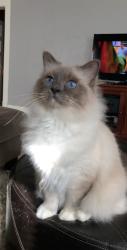 Lost Male Cat last seen Alyssa dr, Rhea, White Settlement, TX 76108