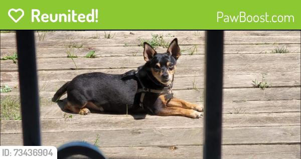 Reunited Male Dog last seen Burns Ave and Earl St., Saint Paul, MN 55106