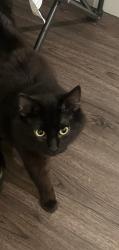 Lost Male Cat last seen Essenden and park drive near the apartments, Abbotsford, BC V2S 0B2