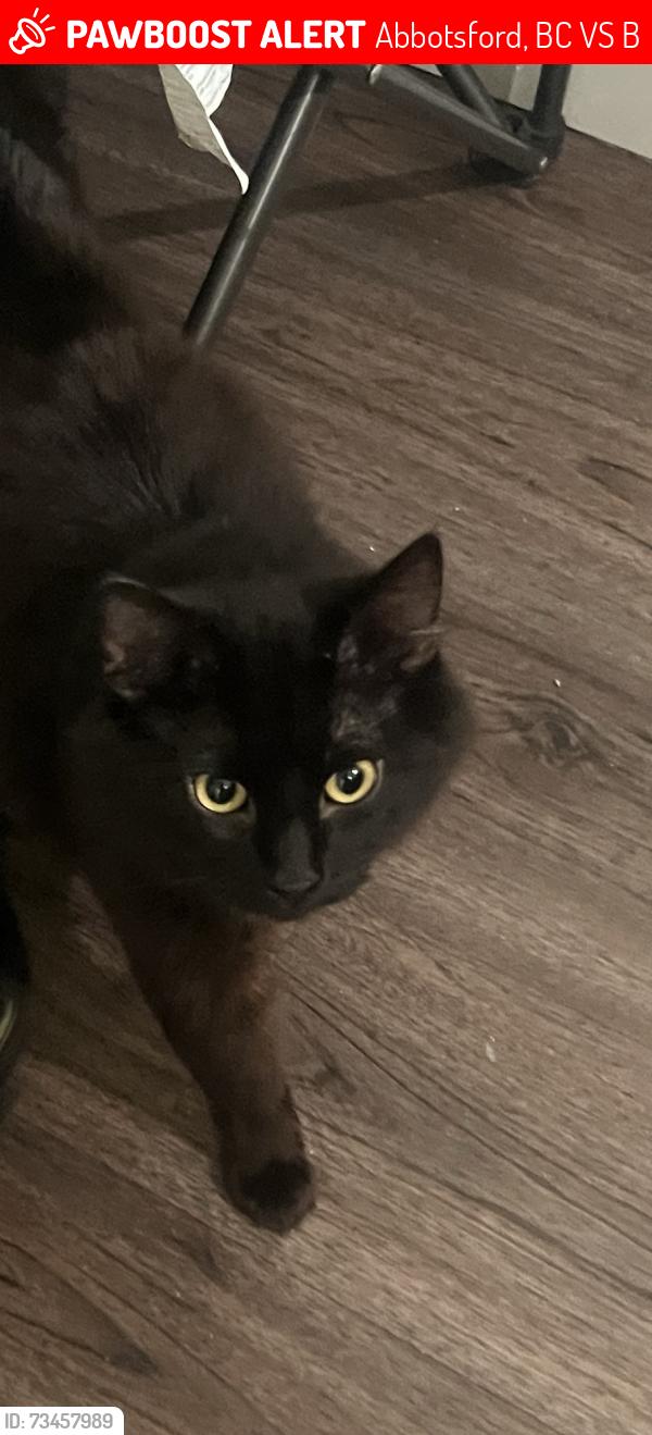 Lost Male Cat last seen Essenden and park drive near the apartments, Abbotsford, BC V2S 0B2