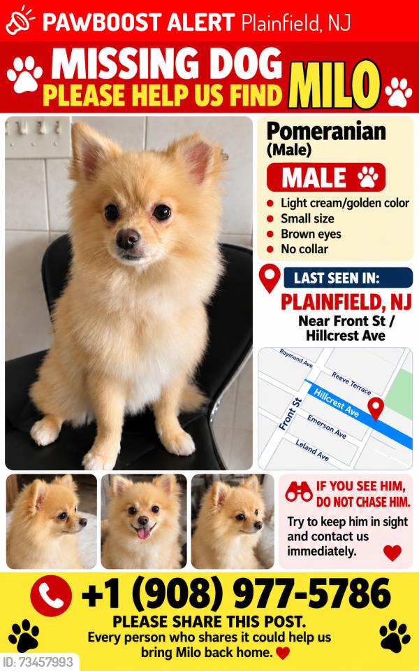 Lost Male Dog last seen Near Hillcrest Ave, Plainfield NJ 07062, Plainfield, NJ 07062