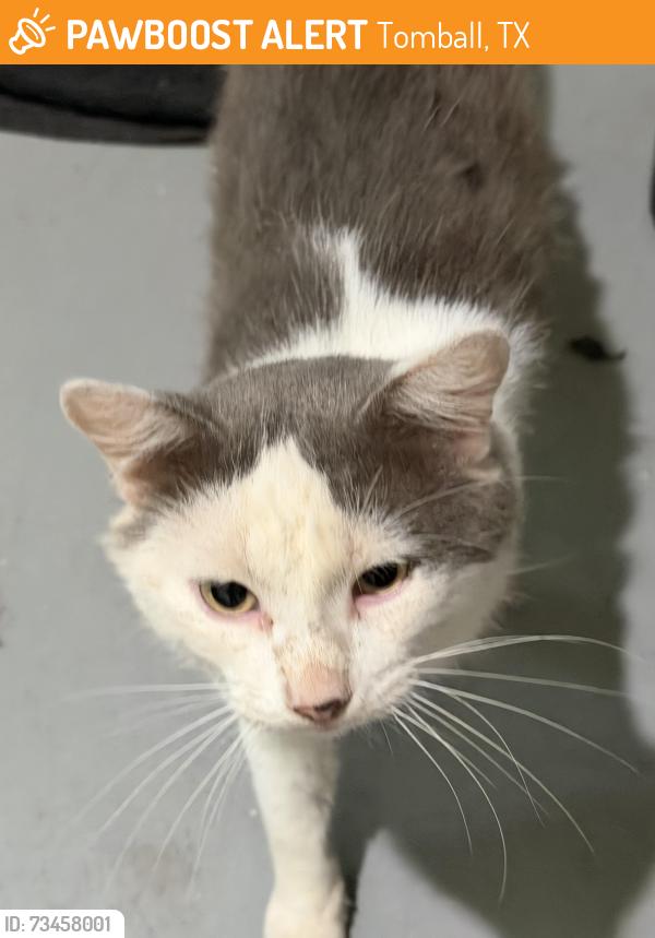 Found/Stray Male Cat last seen Huffsmith Kohrville & Holderrieth, Tomball, TX 77375