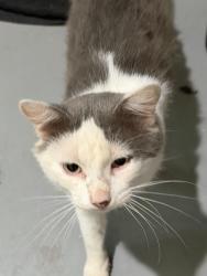 Found/Stray Male Cat last seen Huffsmith Kohrville & Holderrieth, Tomball, TX 77375