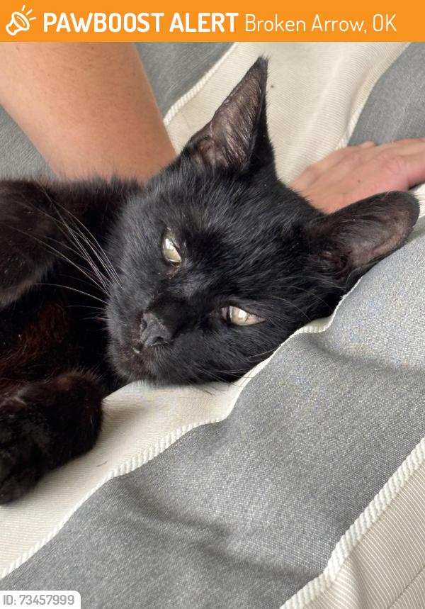 Found/Stray Female Cat last seen 101st and 209th E. Avenue, Broken Arrow, OK 74014