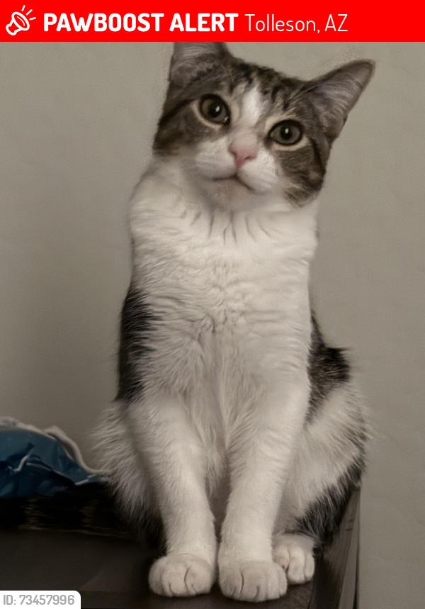 Lost Unknown Cat last seen Tolleson AZ 85353, Tolleson, AZ 85353