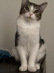 Lost Unknown Cat last seen Tolleson AZ 85353, Tolleson, AZ 85353