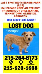 Lost Male Dog last seen Old York Road &twp Line Road Elkins Park, PA, Elkins Park, PA 19027