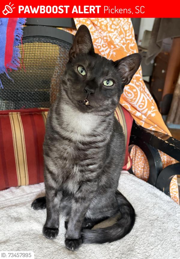 Lost Male Cat last seen Pickens Village Library, Pickens, SC 29671